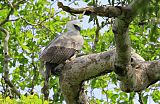 Harpy Eagle